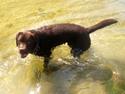 Labrador retriever Balou