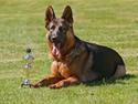 Schæferhund Team Dika's Extra ( Nova )