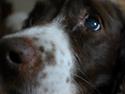 Engelsk springer spaniel Dina