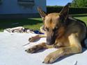 Schæferhund Kento...R.I.P.