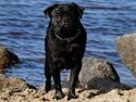 Mops Akim