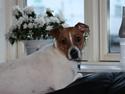Dansk svensk gaardhund Erling