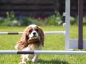 Cavalier king charles spaniel Nova