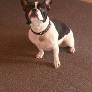Fransk bulldog malou