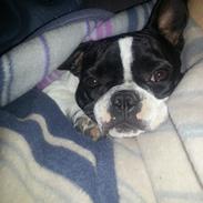 Fransk bulldog malou