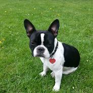 Fransk bulldog malou