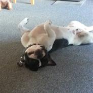 Fransk bulldog malou