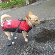 Chihuahua Bella