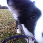 Welsh corgi cardigan Faarup Paige Willoe