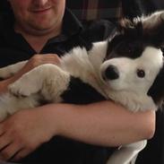 Welsh corgi cardigan Faarup Paige Willoe