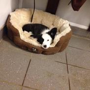 Welsh corgi cardigan Faarup Paige Willoe