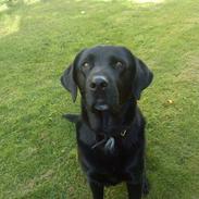 Labrador retriever Basse (himmelhund)??