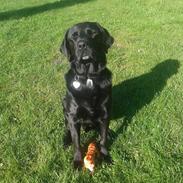 Labrador retriever Basse (himmelhund)??