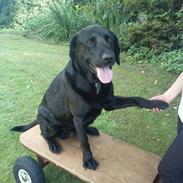 Labrador retriever Basse (himmelhund)??