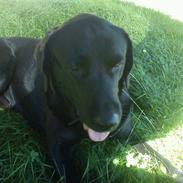 Labrador retriever Basse (himmelhund)??