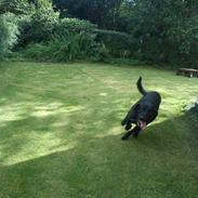 Labrador retriever Basse (himmelhund)??