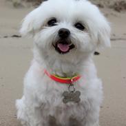 Malteser Cleo