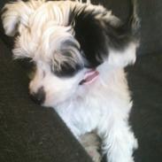 Chinese crested powder puff Silky Sofie