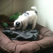 Chinese crested powder puff Silky Sofie