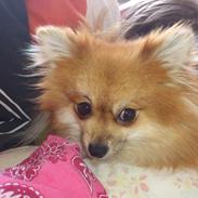 Pomeranian soffy