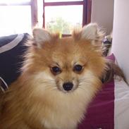Pomeranian soffy