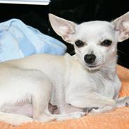 Chihuahua Kiki