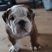 Engelsk bulldog Antonio