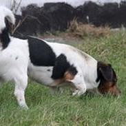 Jack russell terrier Paulo