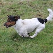 Jack russell terrier Paulo