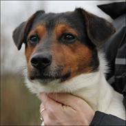 Jack russell terrier Paulo