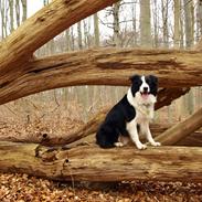 Border collie Viski