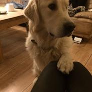 Golden retriever Harley