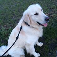 Golden retriever Harley