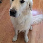 Golden retriever Harley