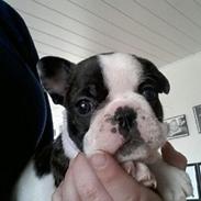 Fransk bulldog Elliot