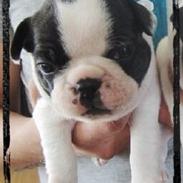 Fransk bulldog Elliot