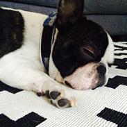 Fransk bulldog Elliot