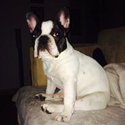 Fransk bulldog Elliot