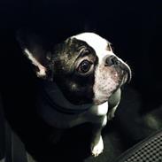Fransk bulldog Elliot
