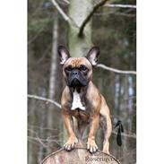 Fransk bulldog Tayson