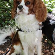 Cavalier king charles spaniel Uffe