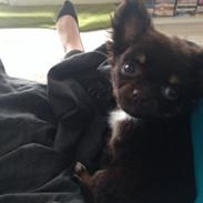 Chihuahua Nugget