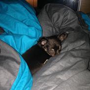 Chihuahua Nugget
