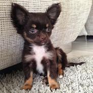 Chihuahua Nugget