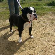 Olde english bulldogge Biscuit.