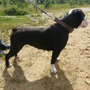 Olde english bulldogge Biscuit.
