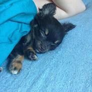 Chihuahua Nugget