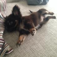 Chihuahua Nugget