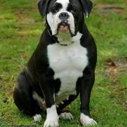 Olde english bulldogge Biscuit.