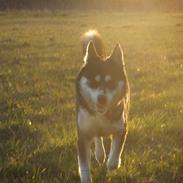 Blanding af racer Gaia (Blanding af siberian huskey, og samojede)